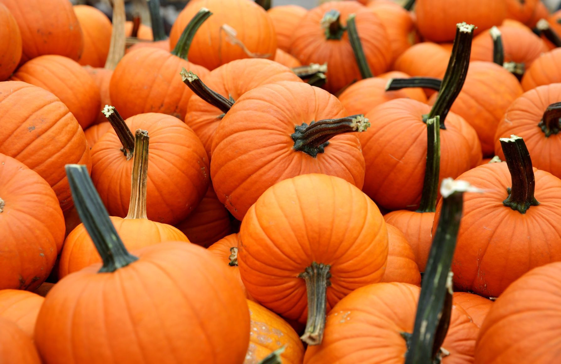 Kirkwood Farmers Market pumpkins
